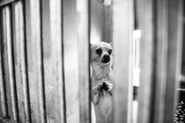Cachorro implora para ser adotado em abrigo nos Estados Unidos 3 Uma cena comovente. (Foto: John Swang)