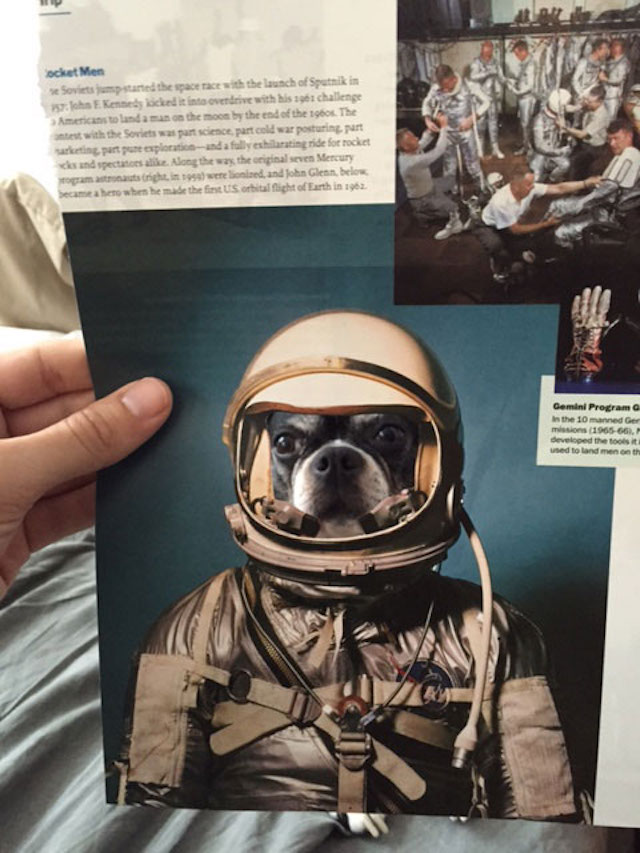 Jay Riggio faz montagens engraçadas de seus cães 1 Rosie como uma astronauta. (Foto: Reprodução / Bark Post / Jay Riggio)