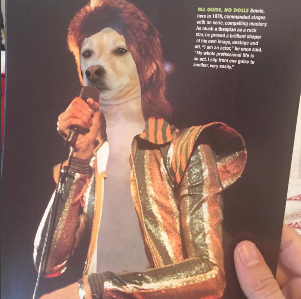 Jay Riggio faz montagens engraçadas de seus cães 4 Uma homenagem à David Bowie. (Foto: Reprodução / Instagram / Jay Riggio)