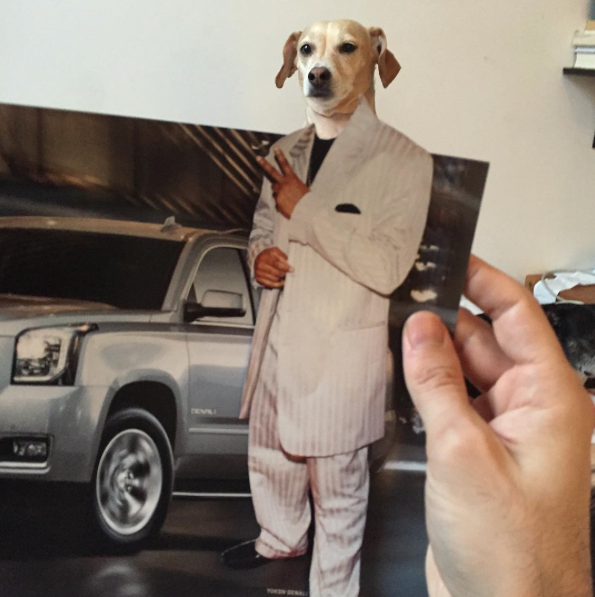 Jay Riggio faz montagens engraçadas de seus cães 5 Rico e poderoso. (Foto: Reprodução / Instagram / Jay Riggio)