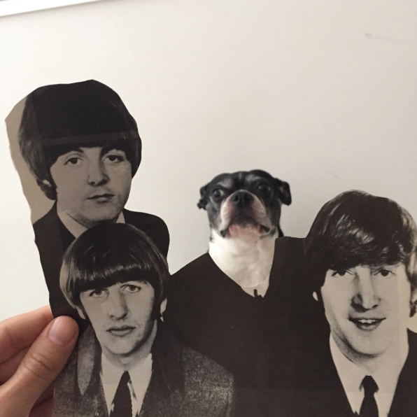 Jay Riggio faz montagens engraçadas de seus cães 6 Beatles. (Foto: Reprodução / Instagram / Jay Riggio)