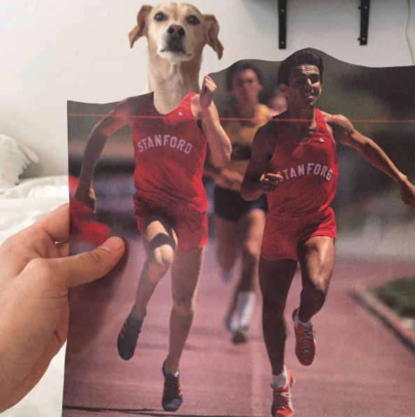 Jay Riggio faz montagens engraçadas de seus cães 7 Atletismo. (Foto: Reprodução / Instagram / Jay Riggio)