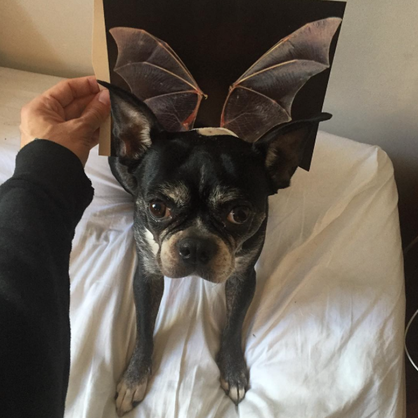 Jay Riggio faz montagens engraçadas de seus cães 8 Fantasia de morcego. (Foto: Reprodução / Instagram / Jay Riggio)