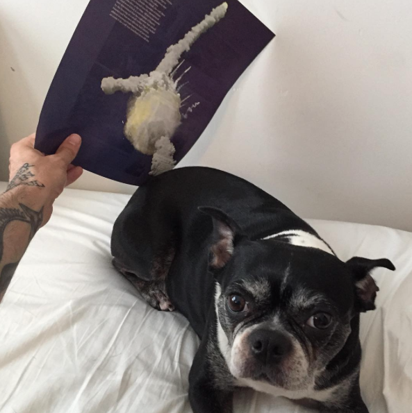 Jay Riggio faz montagens engraçadas de seus cães 11 Ops, acho que Rosie está com gases. (Foto: Reprodução / Instagram / Jay Riggio)