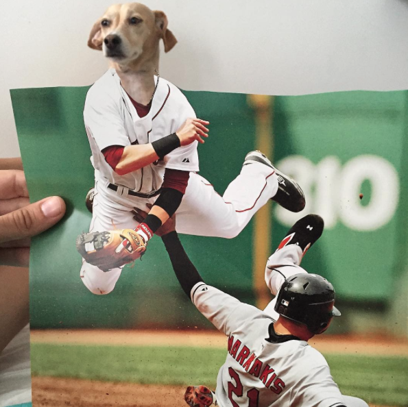 Jay Riggio faz montagens engraçadas de seus cães 12 Butters se aventurando no baseball. (Foto: Reprodução / Instagram / Jay Riggio)
