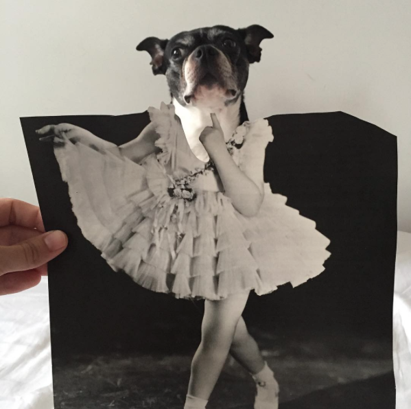 Jay Riggio faz montagens engraçadas de seus cães 13 Uma dama. (Foto: Reprodução / Instagram / Jay Riggio)