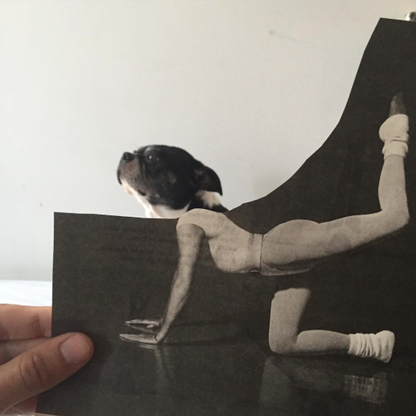 Jay Riggio faz montagens engraçadas de seus cães 14 Exercícios. (Foto: Reprodução / Instagram / Jay Riggio)