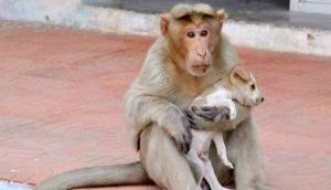 A macaca se tornou mãe do cachorrinho. 
 (Foto: Reprodução / Bark Post)
