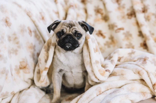 pug 2