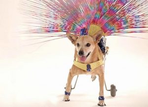 A cachorra Alê imitando as musas do carnaval. (Foto: Reprodução / Aunimal)