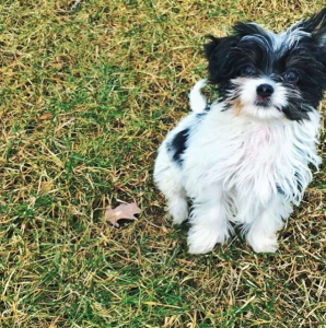 Fluffy é a nova filha canina da modelo brasileira e do jogador de futebol americano. (Foto: Reprodução / Instagram)