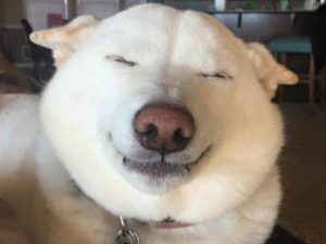 A cachorra Kinta está sempre sorrindo. (Foto: Reprodução / Facebook)