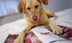 Será que cães inteligentes vivem mais tempo? (Foto: Reprodução / Dog Time)