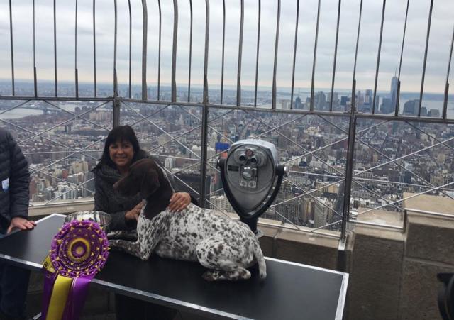 Cães no Westminster Kennel Club Dog Show 2016 2 O grande vencedor visitou o Empire State Building. (Foto: Reprodução / Facebook / Westminster Kennel Club Dog Show)