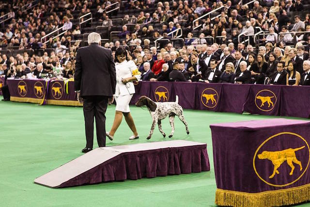 Cães no Westminster Kennel Club Dog Show 2016 6 cachorro-westminster-04