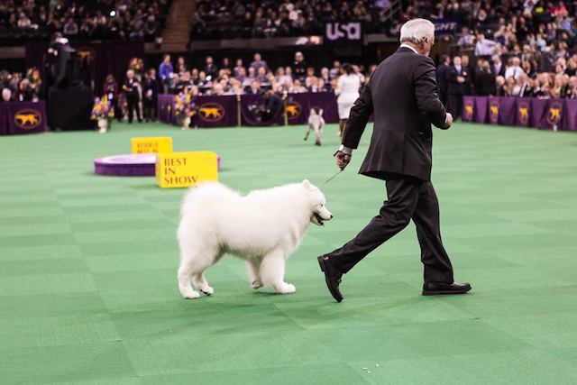 Cães no Westminster Kennel Club Dog Show 2016 7 cachorro-westminster-05