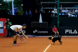 CãoDula levando bola para tenista. (Foto: Reprodução / Facebook / ABEAC)