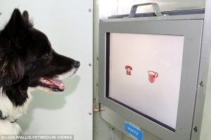 Os cães tinham que escolher a foto correta. (Foto: Reprodução / Daily Mail UK)