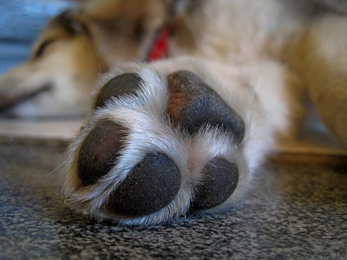 10 curiosidades sobre as patas dos cães 1 (Foto: Reprodução / I heart dogs)