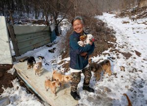 Jung cuida de mais de 200 cachorros. (Foto: Reprodução / Bored Panda)
