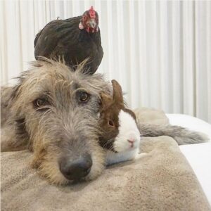 Homem não consegue parar de adotar cães idosos e animais de exploração agrícola 4 Todos os animais foram resgatados ou adotados por Greig. (Foto: Reprodução / Instagram Wolfgag2242)