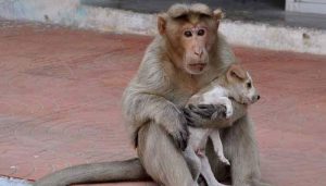 Na Índia, macaca adotou cão filhote que havia sido abandonado. (Foto: Reprodução / ZeeNews)