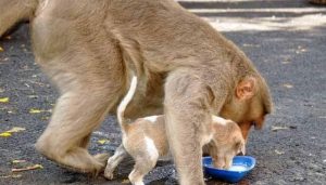 Além de dar muito carinho, a mamãe macaca se certifica de que o cãozinho está se alimentando bem. (Foto: Reprodução / ZeeNews)