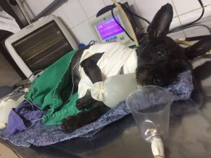 A cachorra Joana passou por uma cirurgia de implante de marcapasso. (Foto: Reprodução / Unesp Botucatu)