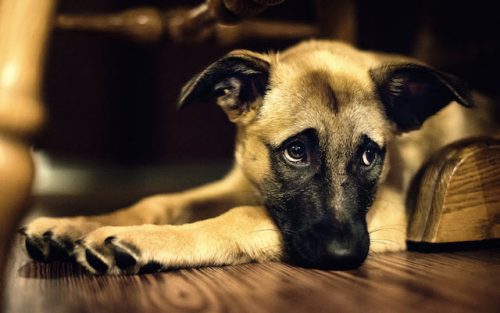 Os cães são sensíveis ao estresse. (Foto: Reprodução / Google)