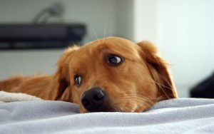 Os cães podem sofrer com a separação dos pais. (Foto: Reprodução / Google)