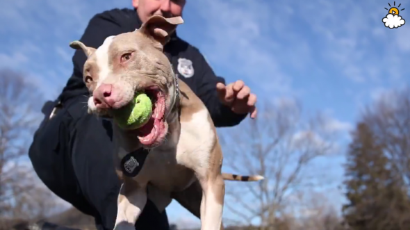 Pitbulls de abrigos estão sendo treinados para se tornarem cães policiais nos EUA 1 A cachorro policial Kiah com seu companheiro de trabalho. (Foto: Reprodução / Life With Dogs)
