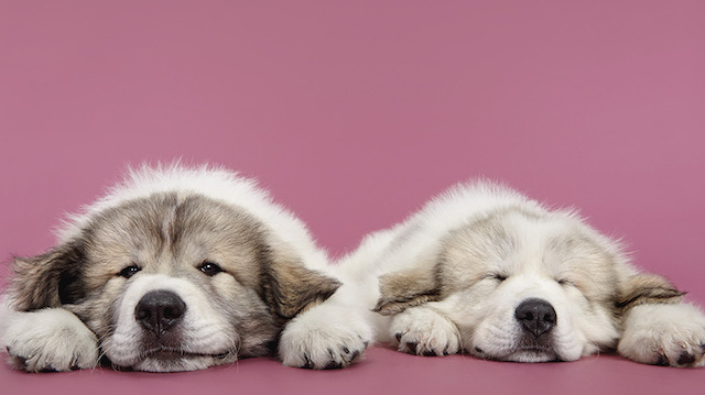 Série fotográfica mostra como é fofa a interação entre cães 3 serie-cachorros-juntos-02