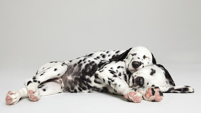 Série fotográfica mostra como é fofa a interação entre cães 4 serie-cachorros-juntos-04