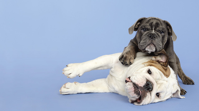 Série fotográfica mostra como é fofa a interação entre cães 6 serie-cachorros-juntos-06