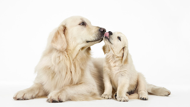 Série fotográfica mostra como é fofa a interação entre cães 7 serie-cachorros-juntos-07