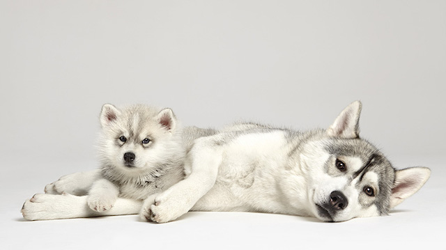 Série fotográfica mostra como é fofa a interação entre cães 10 serie-cachorros-juntos-10