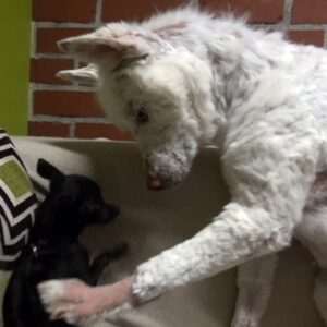 Cão resgatado do lixo encontra um amigo com história parecida com a sua