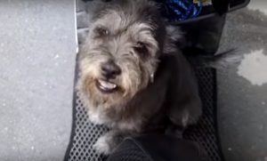 A felicidade do cão ao reencontrar seu tutor. (Foto: Reprodução / Youtube M13)