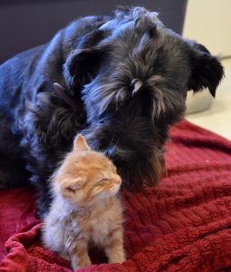 A cachorra cuida de gatinhos órfãos e doa sangue. (Foto: Reprodução / The Dodo)