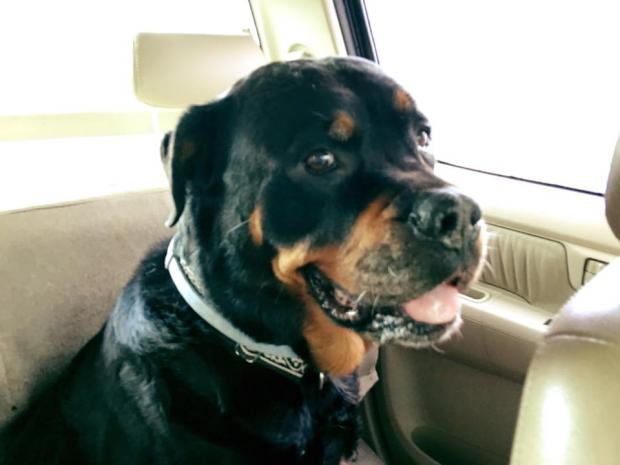 Joss Stone cancela shows para ficar com sua cachorra doente 1 A cadela Missy de Joss Stone. (Foto: Reprodução / Facebook)