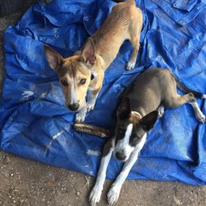 Os cães chegaram na propriedade e não quiseram mais sair. (Foto: Reprodução / Instagram thelmaandlouisedogdays)