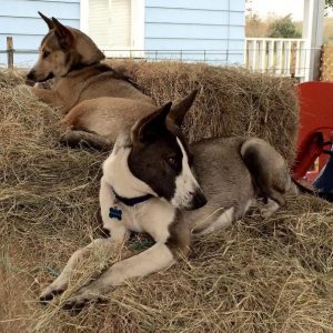 Após serem de fato adotados, os cães logo se sentiram em casa e parte da família. (Foto: Reprodução / Instagram thelmaandlouisedogdays)