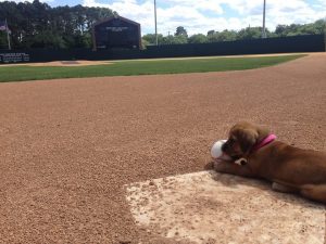 Dayse foi encontrada abandonada em um estádio de baseball. (Foto: Reprodução / Savannah Bananas)