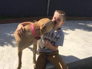A ajuda do menino foi essencial para que o cão voltasse a confiar nas pessoas. (Foto: Reprodução / Facebook Christchurch Bull Breed Rescue)