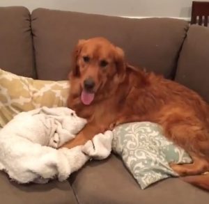 Até para o sofá fica mais gostoso com o seu cobertor preferido. (Foto: Reprodução / Instagram Gus The Golden)