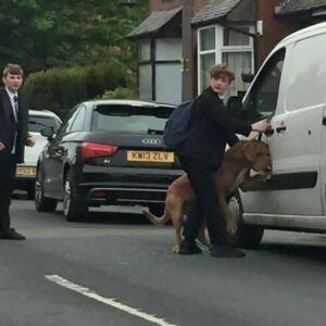 Garoto salva cão que estava preso dentro de um carro na Inglaterra