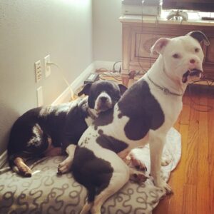 Apollo se deu muito bem com os cães de sua nova mamãe. (Foto: Reprodução / Brittany Faske)
