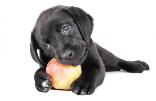 Uma alimentação de qualidade faz a diferença na expectativa de vida dos cães. (Foto: Reprodução / Pet 360)