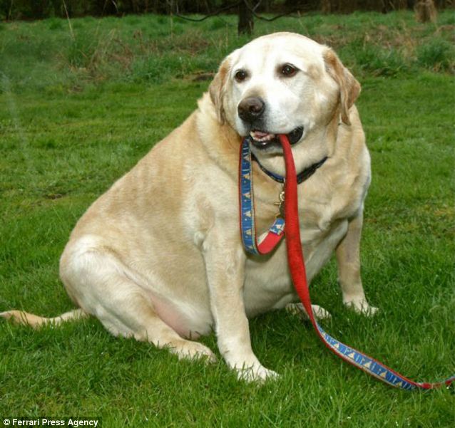 Estudo revela que labradores são obcecados por comida por causa da genética 2 O labrador retriever adora comida. (Foto: Reprodução / Daily Mail UK)