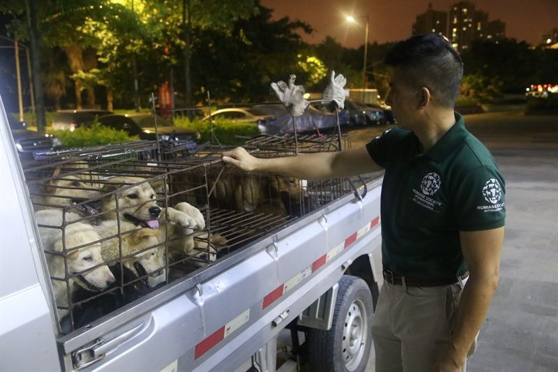 29 cães e cinco gatos são salvos de serem comidos na China